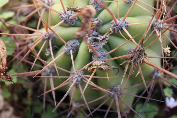 Szczegóły Dotyczące Ochrony Przyrody Kaktusów — Zdjęcie stockowe