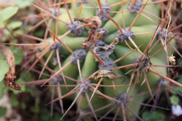 Cactus Plant Nature Detail — Stock Photo, Image