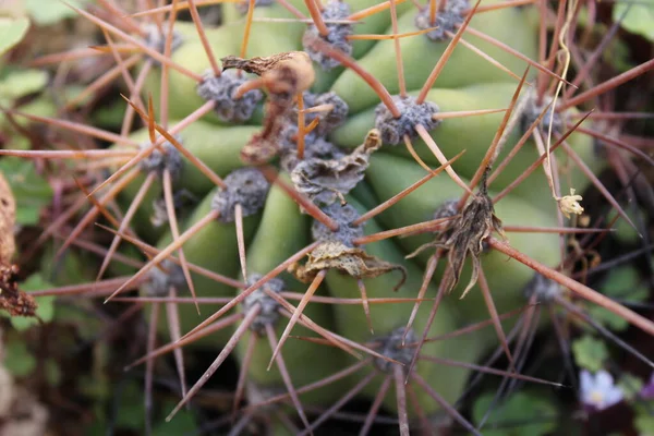 Kaktusz Növény Jellege Részletezi — Stock Fotó