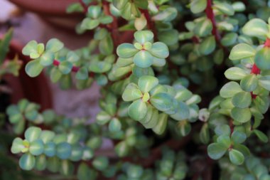 Kaktüs Bitki Doğa Detayları