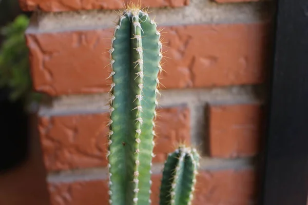 Cactus Detalle Naturaleza Vegetal — Foto de Stock