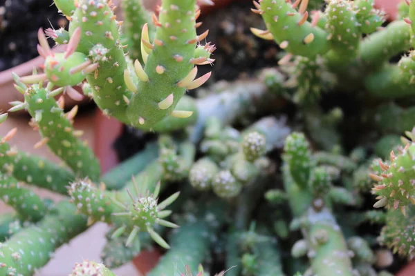 Szczegóły Dotyczące Ochrony Przyrody Kaktusów — Zdjęcie stockowe