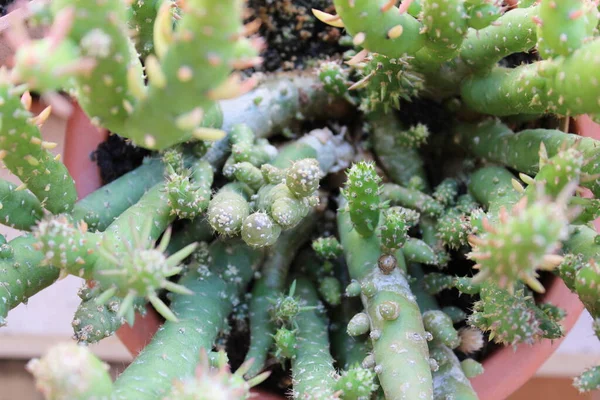 Detalhe Natureza Planta Cacto — Fotografia de Stock