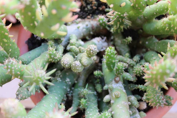 Cactus Detalle Naturaleza Vegetal —  Fotos de Stock