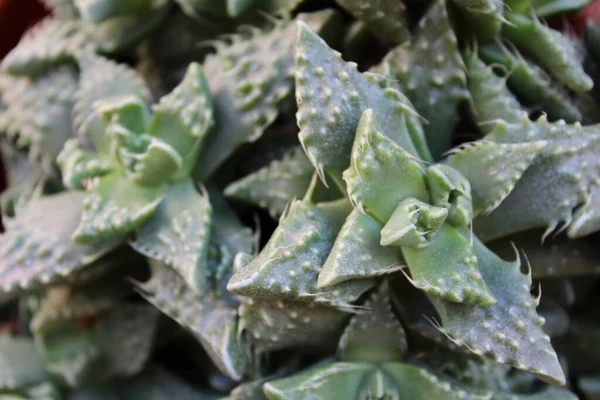 Kaktüs Bitki Doğa Detayları