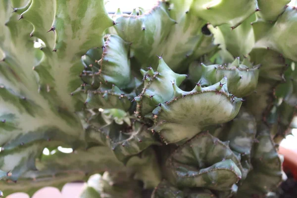 Cactus Plant Nature Detail — Stock Photo, Image