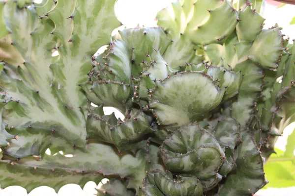 Kaktüs Bitki Doğa Detayları