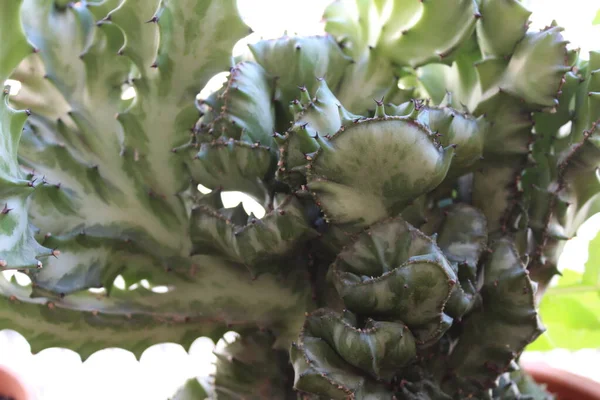 Cactus Plant Nature Detail — Stock Photo, Image