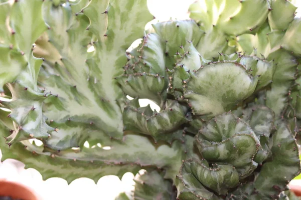 Cactus Plant Natuur Detail — Stockfoto