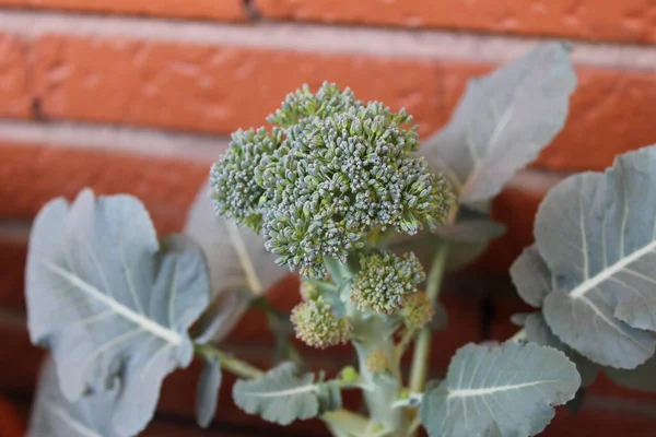 Brokoli Şehir Bahçesi Detayları