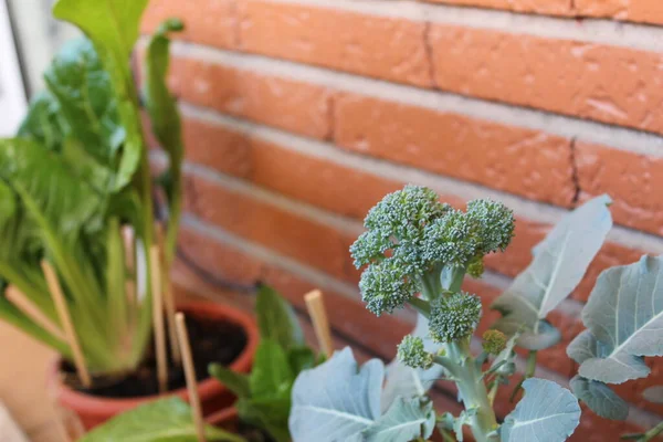 Brokoli Şehir Bahçesi Detayları