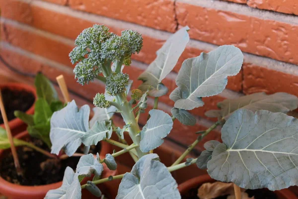 Brokoli Şehir Bahçesi Detayları