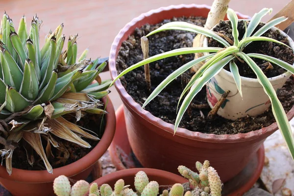 Doğa Bitkileri Detaylı Kapatma