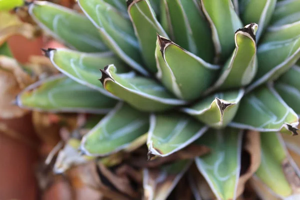 Kaktus Pflanze Natur Detail — Stockfoto