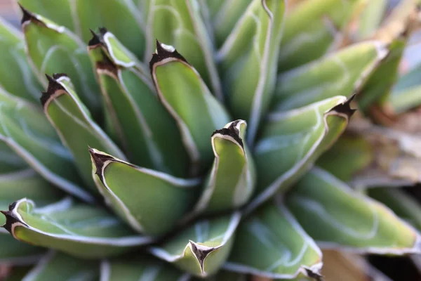 Kaktus Pflanze Natur Detail — Stockfoto