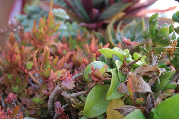 Detalhe Natureza Planta Cacto — Fotografia de Stock