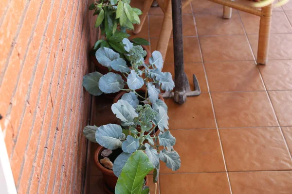 Brokkoli Urban Garden Detail — Stockfoto