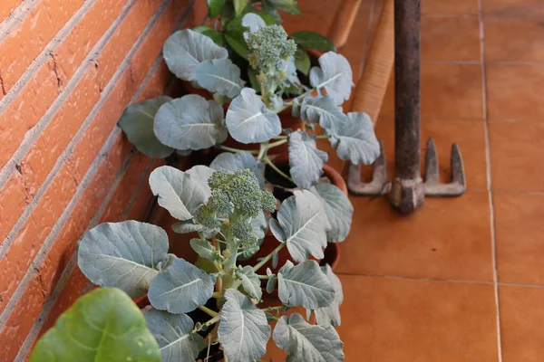 Brokkoli Urban Garden Detail — Stockfoto