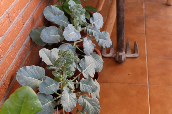 Brokkoli Urban Garden Detail — Stockfoto