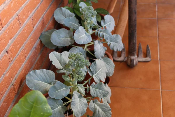 Brokkoli Urban Garden Detail — Stockfoto