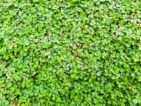 Clover background in the garden — Stock Photo, Image
