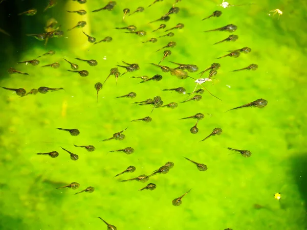 Kaulquappenfamilie im grünen Wasser — Stockfoto