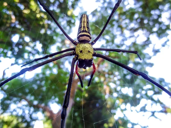 Aranha amarela na teia na floresta — Fotografia de Stock