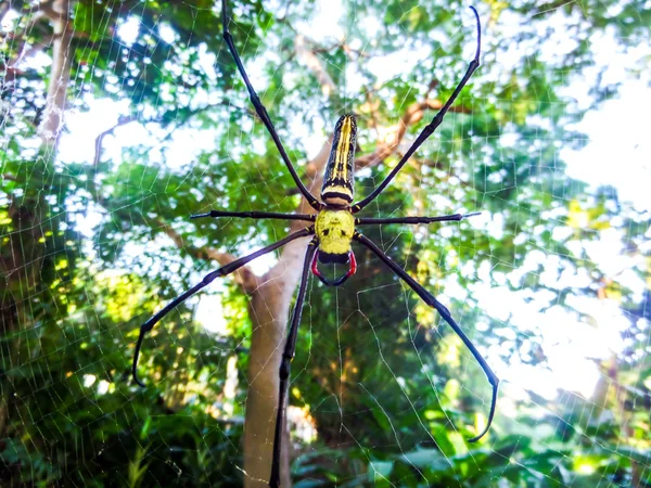 Паук желтый в паутине в лесу — стоковое фото