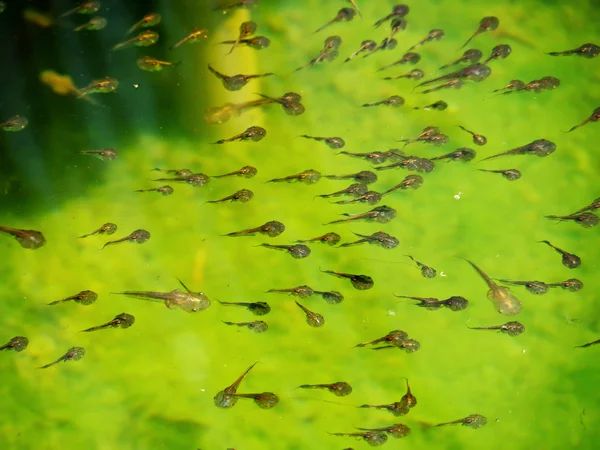 Familia de renacuajos en agua verde — Foto de Stock