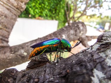 mücevher böcekleri ağaç üzerinde