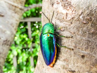 Ağaç üzerinde mücevher böceği