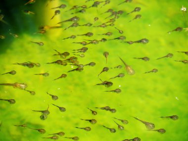 Tadpole family in the water clipart