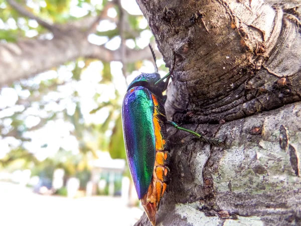 Escarabajos joya en el árbol — Foto de Stock