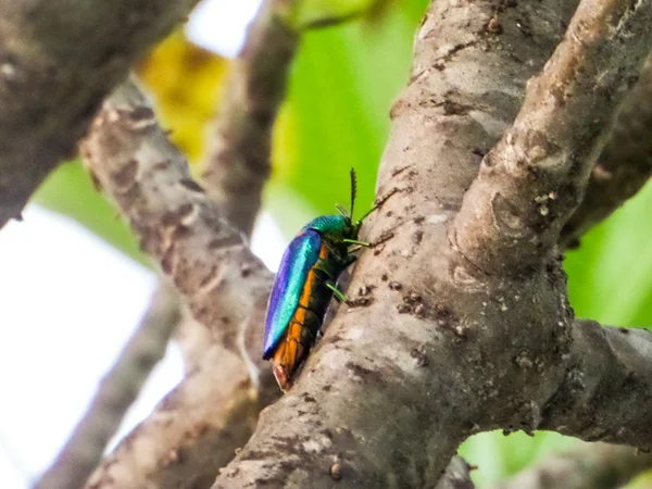 Escarabajo joya en el árbol — Foto de Stock