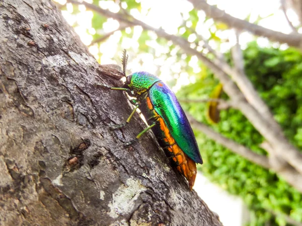 Jewel beetle on tree — Stock Photo, Image