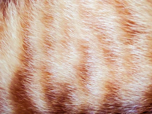 Cabelo de um gato — Fotografia de Stock