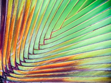 Palmiye ağacı vücut