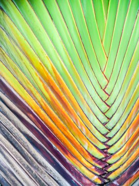 Palmiye ağacı vücut