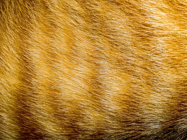 Cheveux d'un chat — Photo