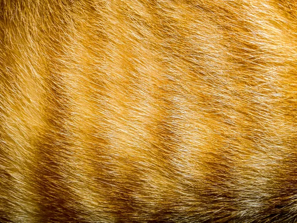 Pelo de un gato —  Fotos de Stock