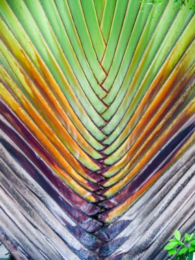 Palmiye ağacı vücut