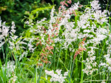 Çimen çiçek ve çayır