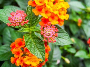 Lantana ve yeni doğmuş