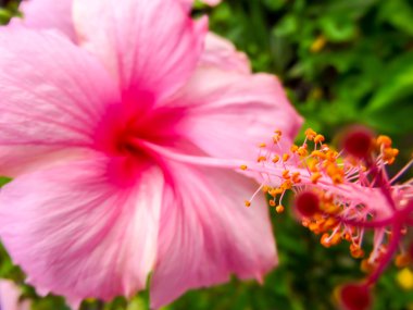 pembe hibiscus polen