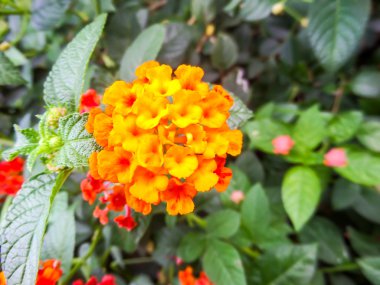 Çeşitli renk lantana