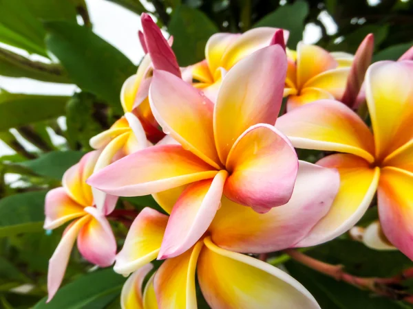 Plumeria beyaz pembe sarı — Stok fotoğraf