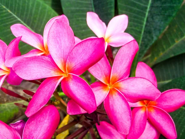 Plumeria flowers magenta color — Stock Photo, Image