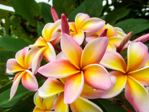 Plumeria beyaz pembe sarı — Stok fotoğraf