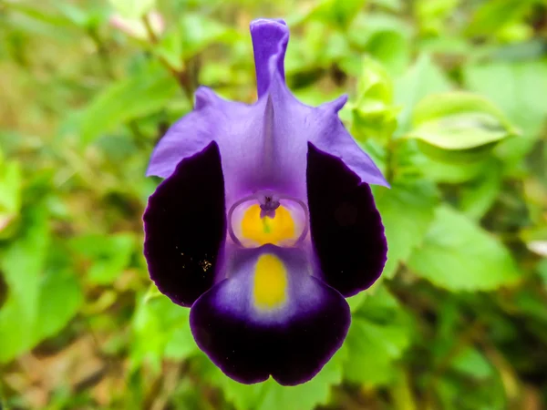 Plano de oração flor — Fotografia de Stock