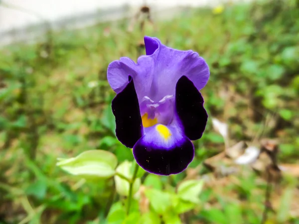 Pianta di preghiera fiore — Foto Stock